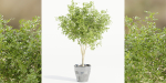 indoor outdoor collection vol 66-Blender