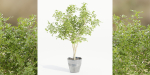 indoor outdoor collection vol 66-Blender