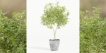 indoor outdoor collection vol 66-Blender