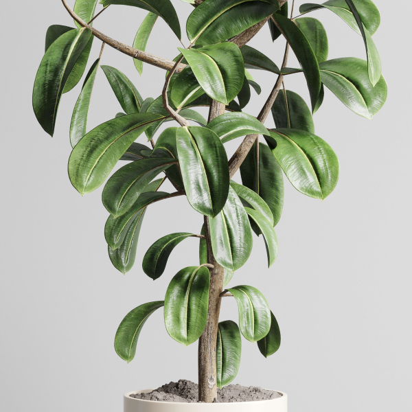 Indoor outdoor plant 106 wood vase pot ficus-rubbery