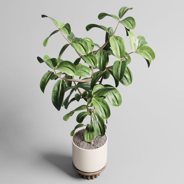 Indoor outdoor plant 106 wood vase pot ficus-rubbery