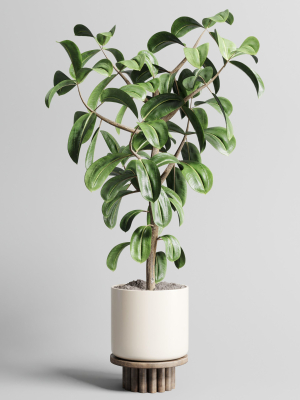 Indoor outdoor plant 106 wood vase pot ficus-rubbery