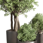 Indoor outdoor plant  tree plant bush dirty concrete vase pot