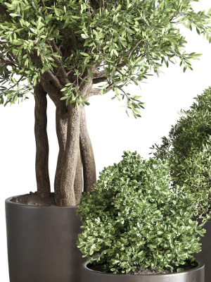 indoor-outdoor-plant-tree-plant-bush-dirty-concrete-vase-pot-3d-model-max-obj-3ds-fbx