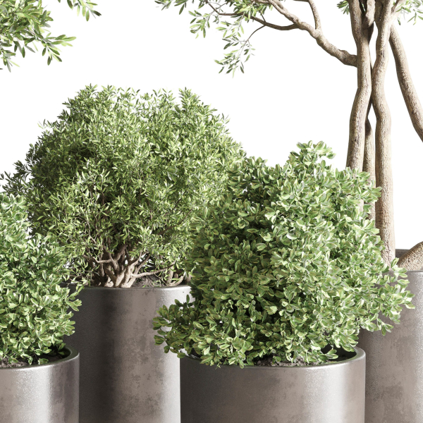 Indoor outdoor plant  tree plant bush dirty concrete vase pot
