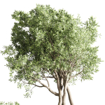 Indoor outdoor plant  tree plant bush dirty concrete vase pot