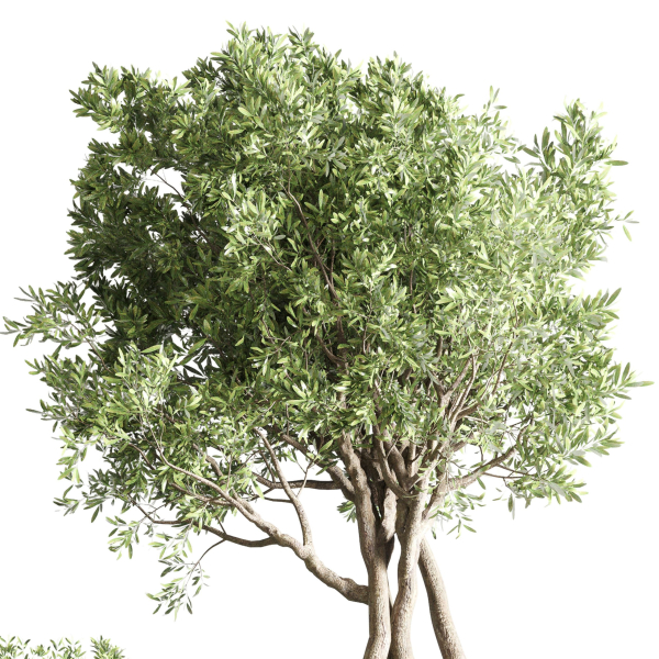 Indoor outdoor plant  tree plant bush dirty concrete vase pot