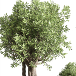 Indoor outdoor plant  tree plant bush dirty concrete vase pot