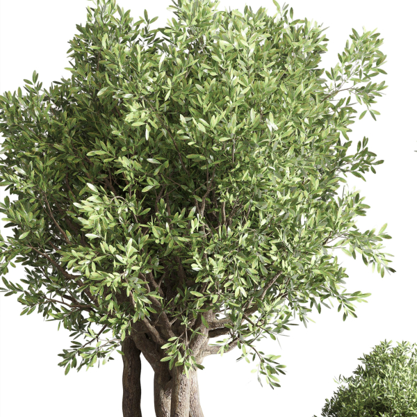 Indoor outdoor plant  tree plant bush dirty concrete vase pot