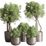 Indoor outdoor plant  tree plant bush dirty concrete vase pot