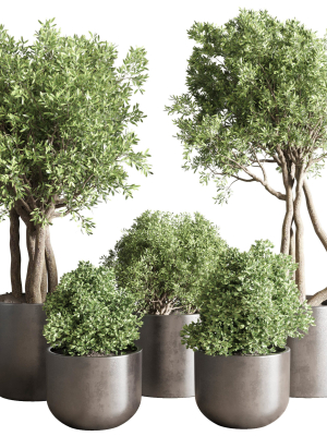 Indoor outdoor plant  tree plant bush dirty concrete vase pot