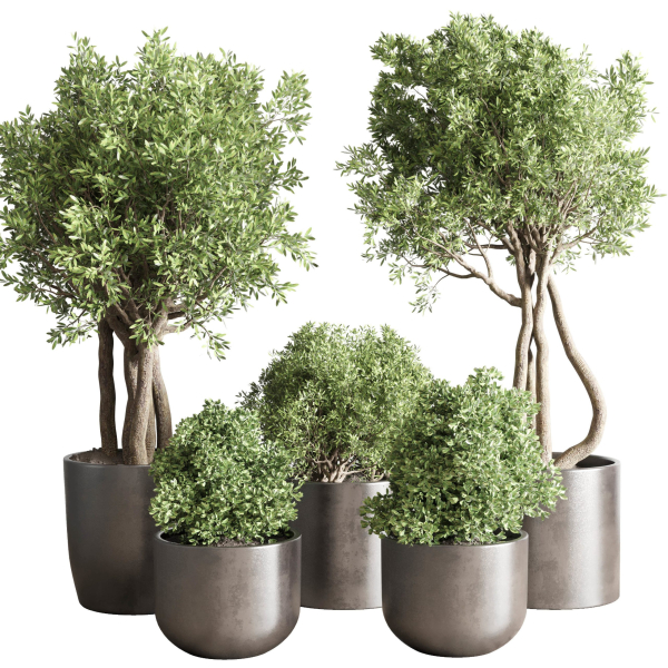 Indoor outdoor plant  tree plant bush dirty concrete vase pot