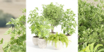 Indoor Outdoor Plants collection vol 105-Blender
