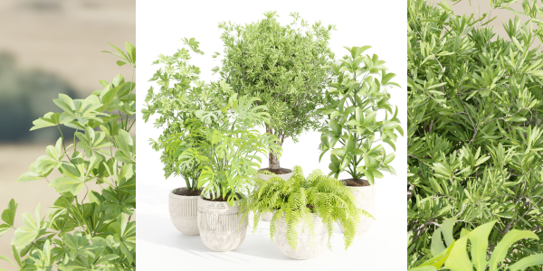 Indoor Outdoor Plants collection vol 105-Blender