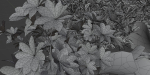 Indoor Outdoor Plants collection vol 105-Blender