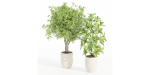 Indoor Outdoor Plants collection vol 105-Blender