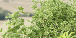 Indoor Outdoor Plants collection vol 105-Blender