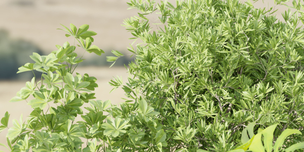 Indoor Outdoor Plants collection vol 105-Blender