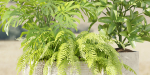 Indoor Outdoor Plants collection vol 105-Blender