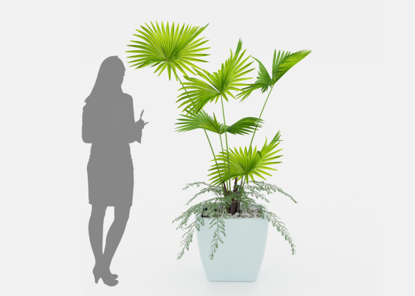 Indoor palm plant