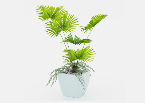Indoor palm plant
