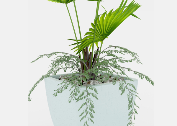 Indoor palm plant