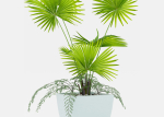 Indoor palm plant
