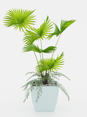 Indoor palm plant