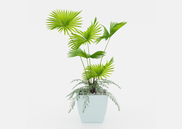 Indoor palm plant