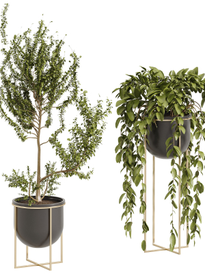 Indoor Plant 002