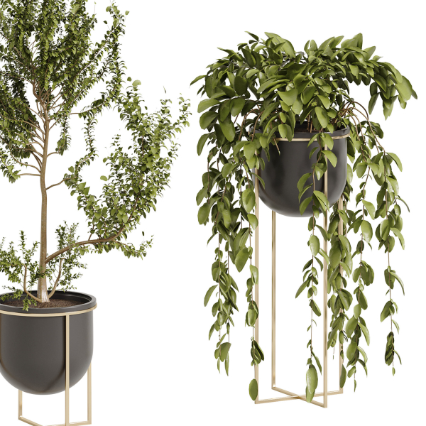 Indoor Plant 002