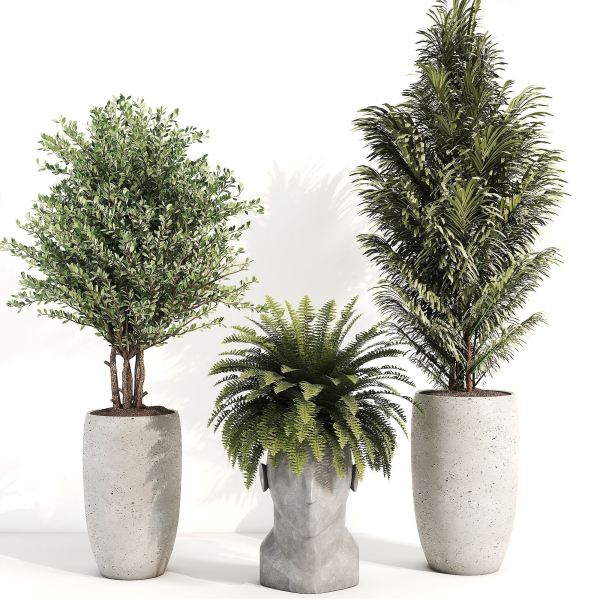 indoor plant 012
