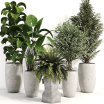 indoor plant 012