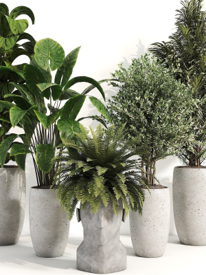 indoor plant 012
