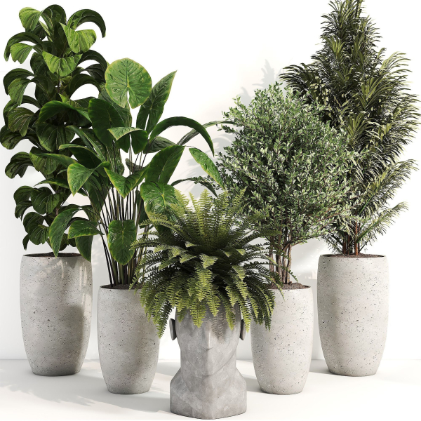 indoor plant 012