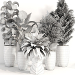 indoor plant 012