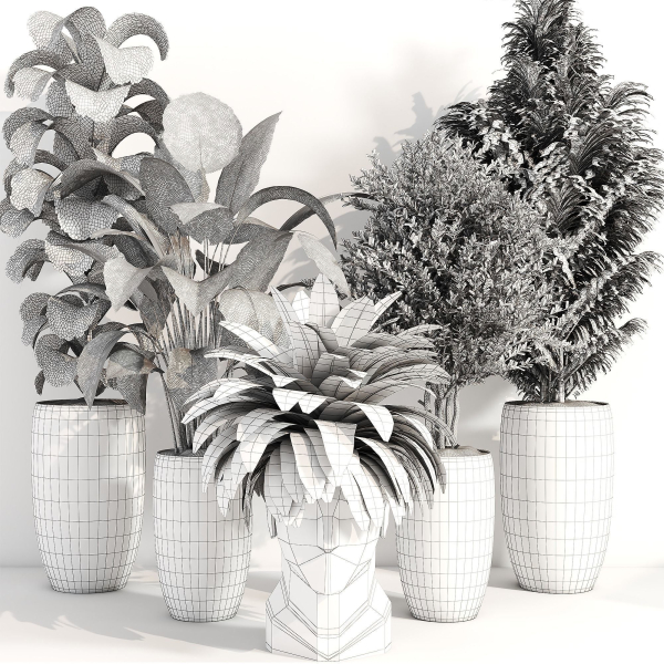 indoor plant 012