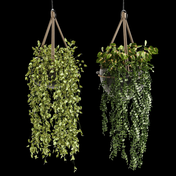 Indoor plant collection 02