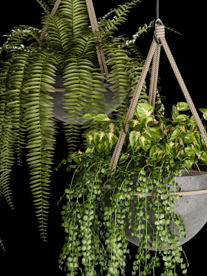 indoor-plant-collection-02-3d-model-9f4dd71c4d