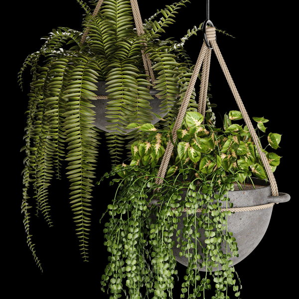 Indoor plant collection 02