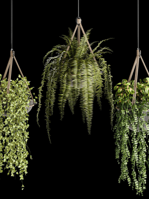 Indoor plant collection 02