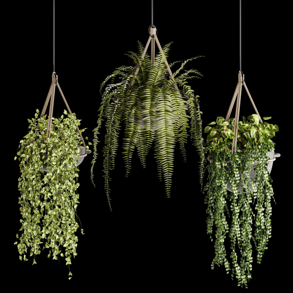 Indoor plant collection 02