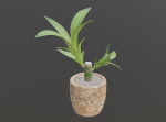 Indoor Plant Low-poly 3D model