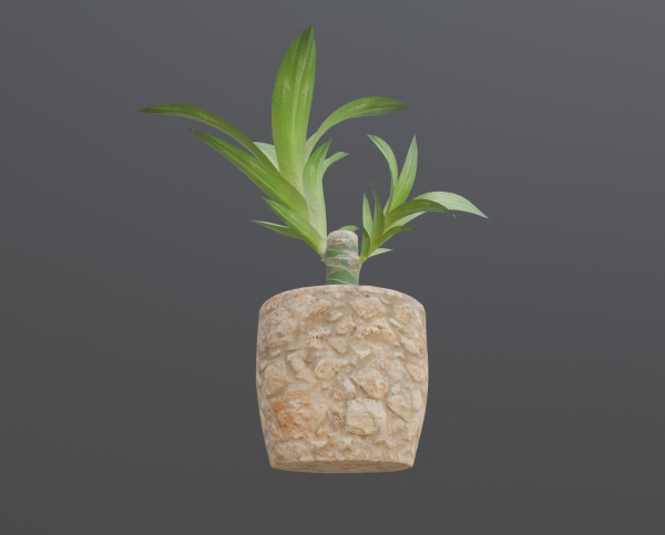 Indoor Plant Low-poly 3D model