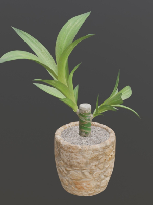 Indoor Plant Low-poly 3D model