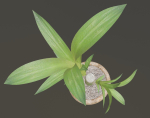 Indoor Plant Low-poly 3D model