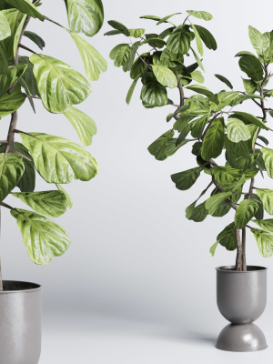 indoor-plant-pot-plant-ficus-rubbery-tree-concrete-dirt-vase-3d-model-max-obj-3ds-fbx