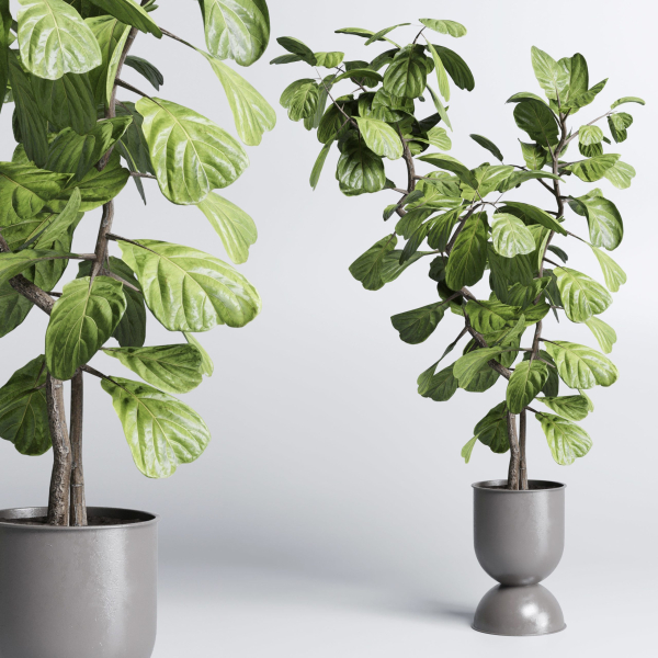 indoor plant pot plant ficus rubbery tree concrete dirt vase