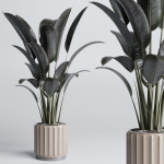 indoor plant pot plant ficus rubbery tree concrete dirt vase
