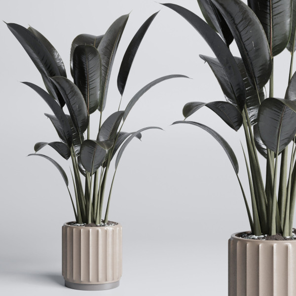 indoor plant pot plant ficus rubbery tree concrete dirt vase
